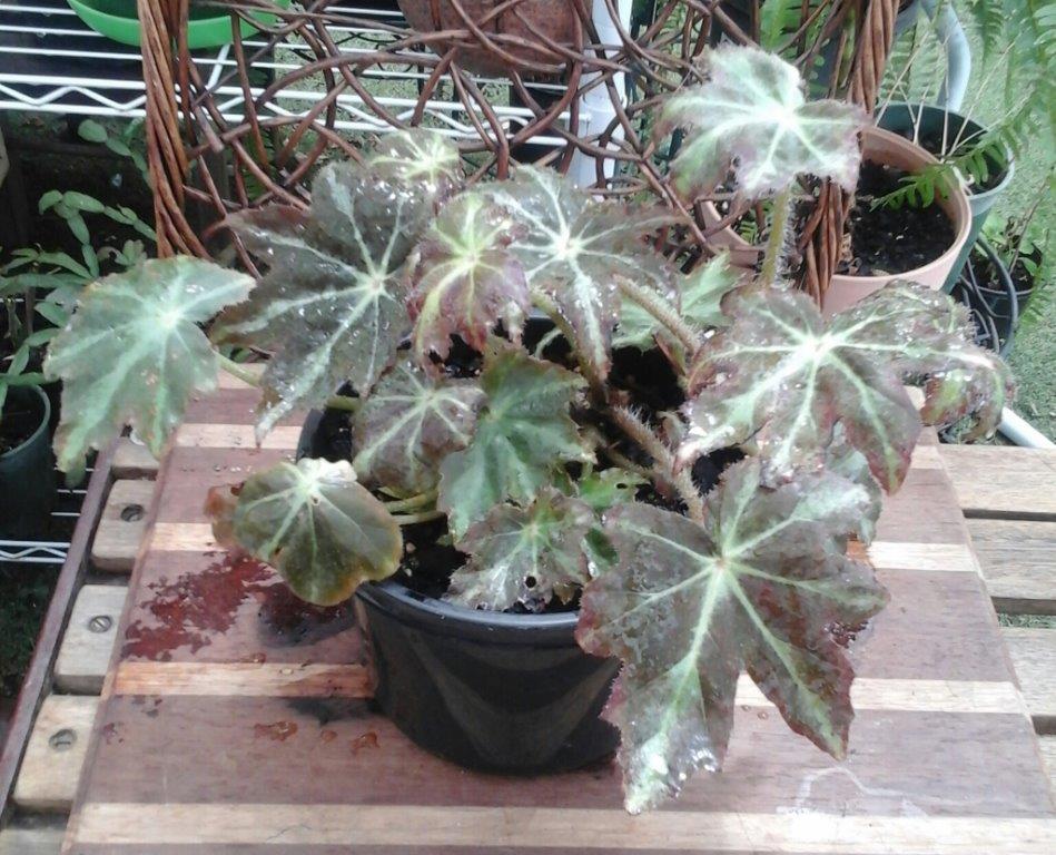 B. heracleifolia var. sunderbruckii